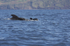 Short finned pilot whale & week old calf, Pico Island, Azores