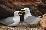 Kittiwakes