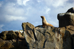 Stellar Sea Lions - 1307