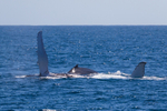 Whales Lolling 1 0A3A4774