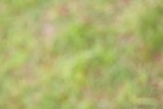 SBM_02912
