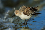 Sanderling (female, breeding plumage) with ruffled feathers at Farmoor