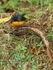 Slate-throated Redstart, Costa Rica