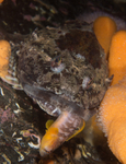 Myoxocephalus scorpius (with prey)