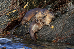 Marine Otters, Chanaral Island, Chile