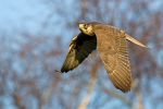 Lanner  Falcon