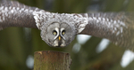 Great Grey Owl