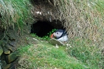 Puffin