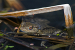 Common Toad - Bufo bufo RPNP0046