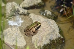 Marsh Frog