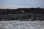 Polar bear  8678