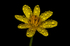 Lesser Celandine