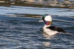 Bufflehead n the Move