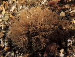 Scrupocellaria scruposa TBC