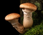 Dark Honey Fungus (01)