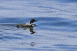 Great Northern Diver (breeding plumage) floating at sea