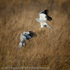 Hen Harrier (Circus cyaneus) squabble