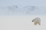 Male Polar Bear, blowing snow, Svalbard, Norway