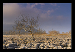 The Trees