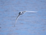 Sandwich Tern