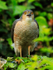 Sparrowhawk (male) eating prey, Abingdon