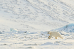 Polar Bear cub running, Svalbard, Norway