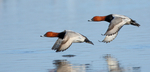 Pochard Pair