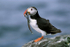 Puffin