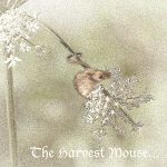 The Harvest Mouse