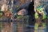 Water Vole