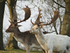 Two Fallow Dear