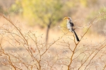 Bird Southern Yellow Hornbill