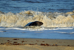 Atlantic Grey Seal