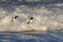 African Penguins caught in surf, Foxy Beach, South Africa