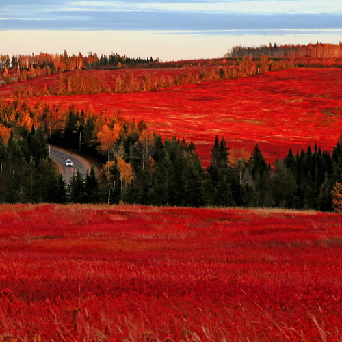 A car winds its way along Route 114 amid blueberry fields brimming with seasonal red hues.
