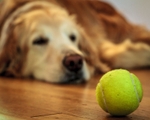 Tuckered Out