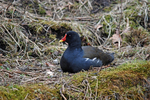 Moorhen