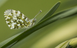 Female Orange tip Butterfly
