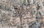 A cliff in Bylot island full of Brunnich guillemots
