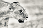 Wildlife Africa portfolio