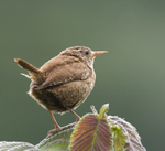Wren