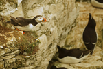 Puffin - RSPB Bempton Cliffs