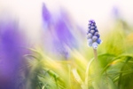 Muscari-botryoides