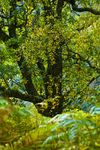 Tree - 7632