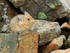 American Pika resting on a rock, Moraine Lake, Canada