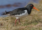Oystercatcher