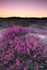 dusky heather