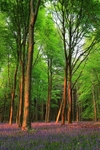 Bluebell Wood