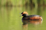 Slavonian Grebe calling, Lake Myvatn, Iceland