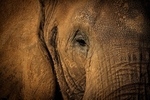 African Elephant - RLP0008